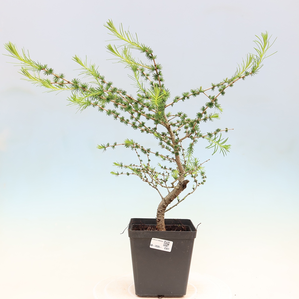 Bonsaï d'extérieur -Larix decidua - Mélèze