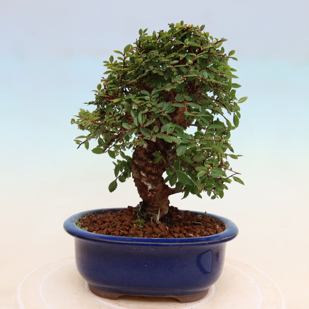 Bonsaï d'extérieur - Zelkova - Zelkova NIRE