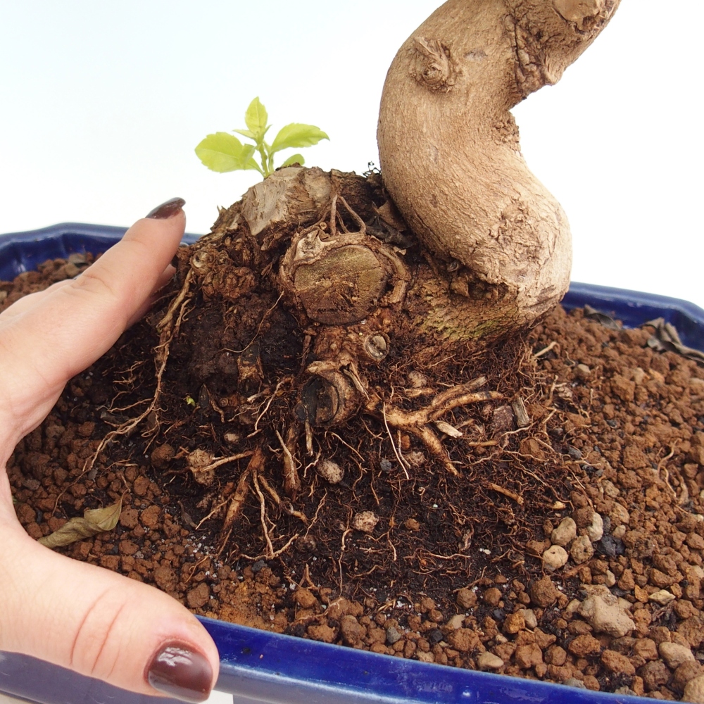 Bonsaï de chambre - Duranta erecta Aurea