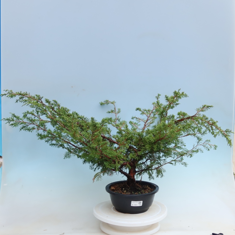 Bonsaï d'extérieur - Juniperus chinensis Itoigawa - Genévrier de Chine