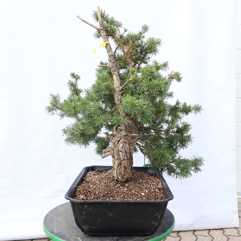 Pinus sylvestris Espagne - pin sylvestre
