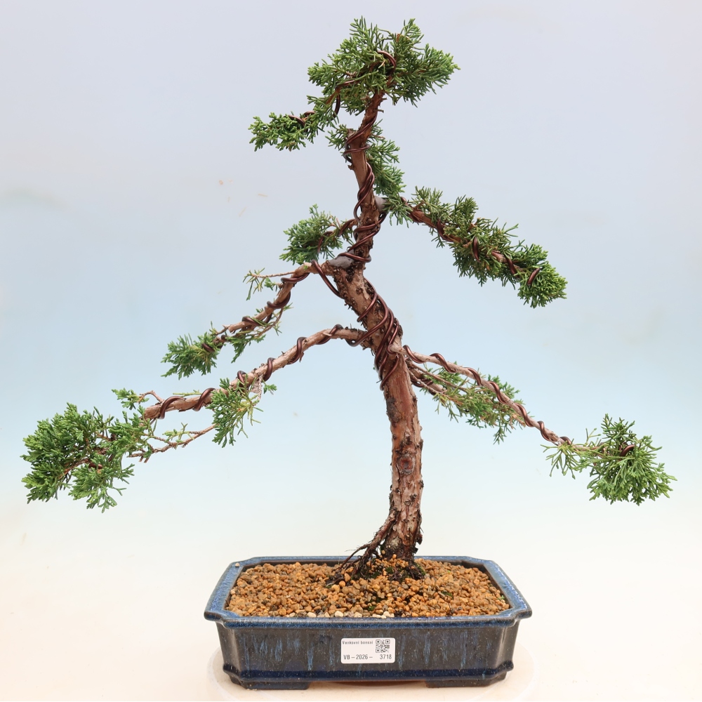 Bonsaï d'extérieur - Juniperus chinensis Kishu
