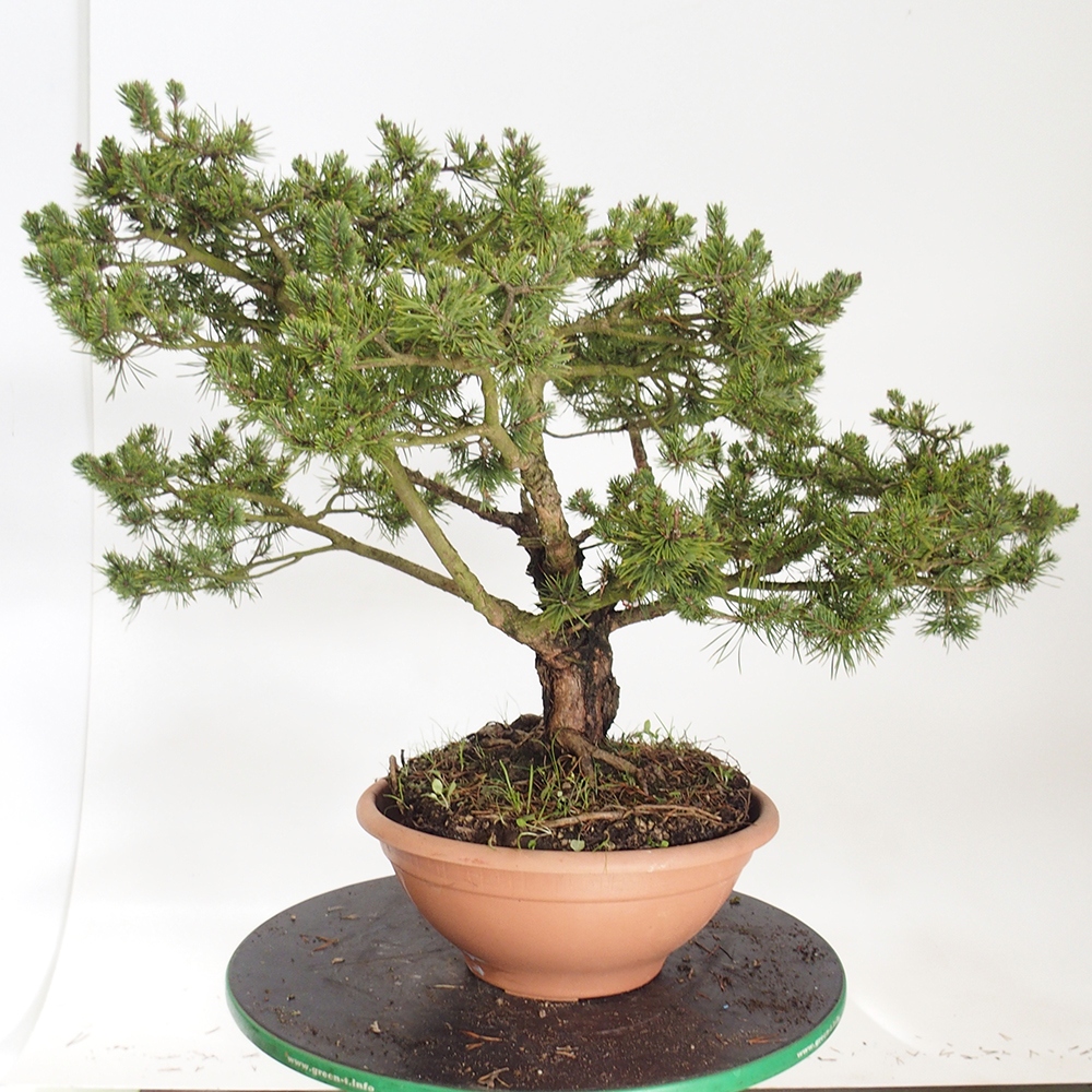Yamadori - Pinus sylvestris Espagne