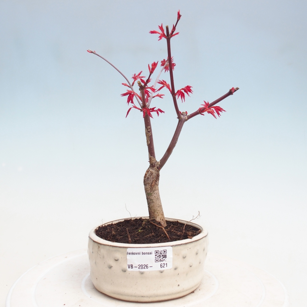 Bonsaï d'extérieur - Acer palmatum DESHOJO