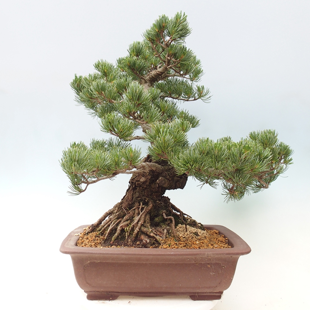 Bonsaï d'extérieur - Pinus parviflora - Pinus parviflora