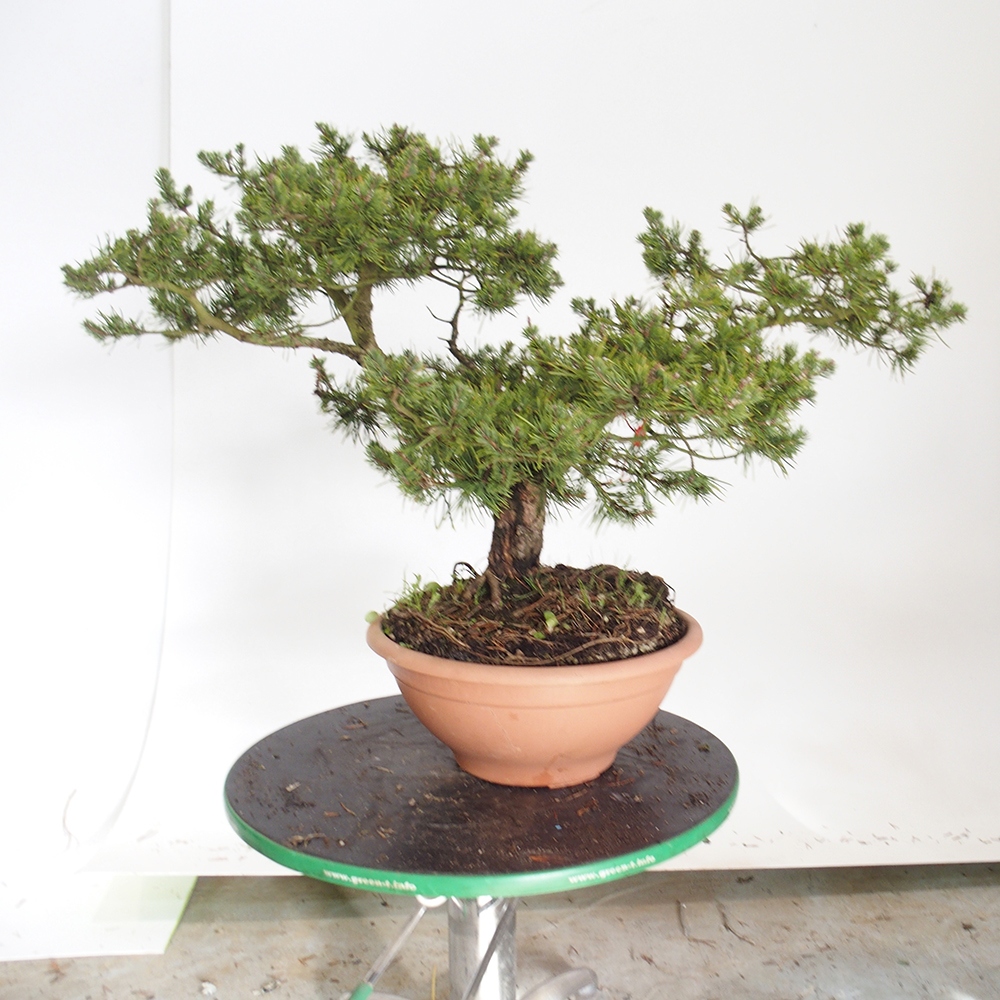 Yamadori - Pinus sylvestris Espagne