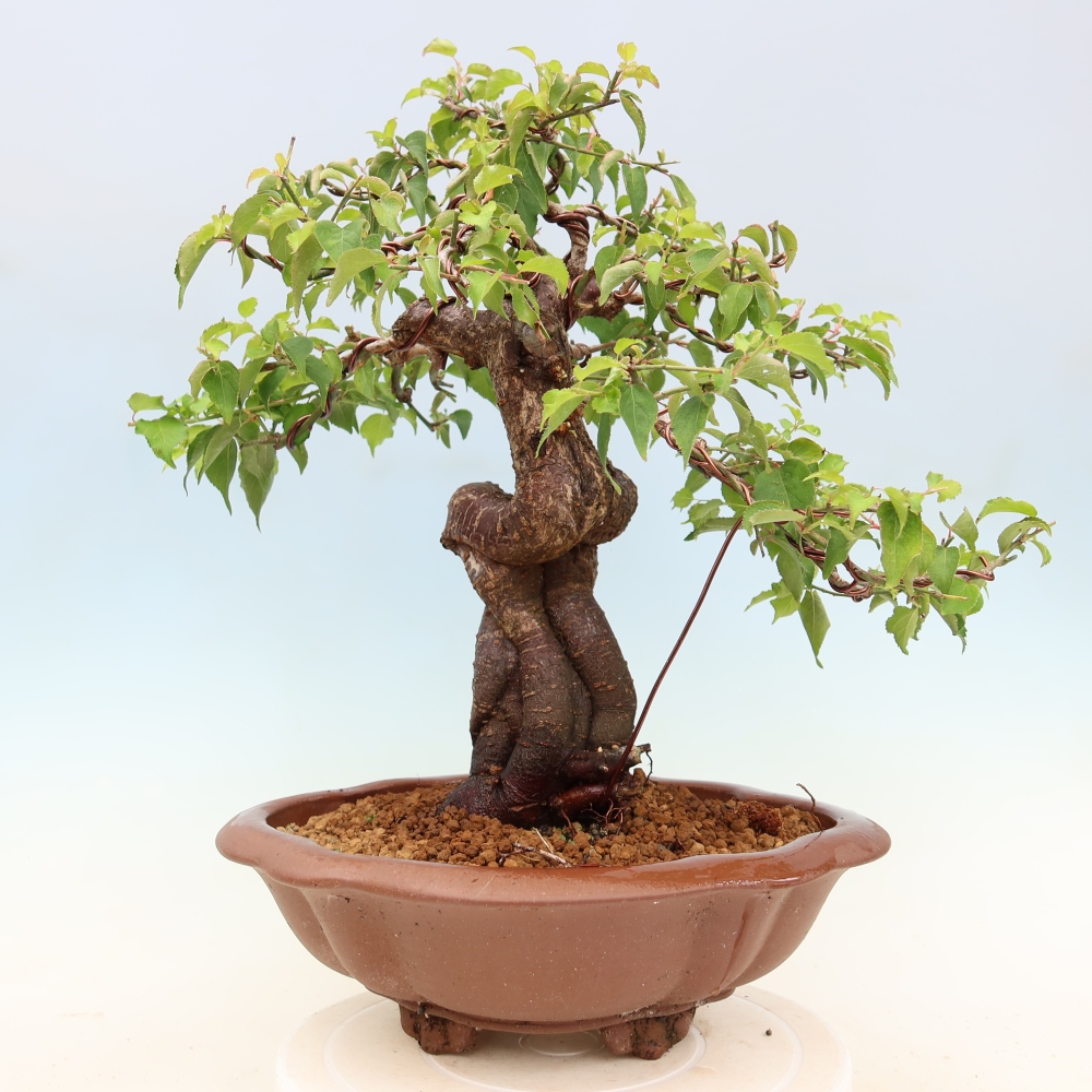 Bonsaï d'extérieur - Abricotier japonais - Prunus Mume