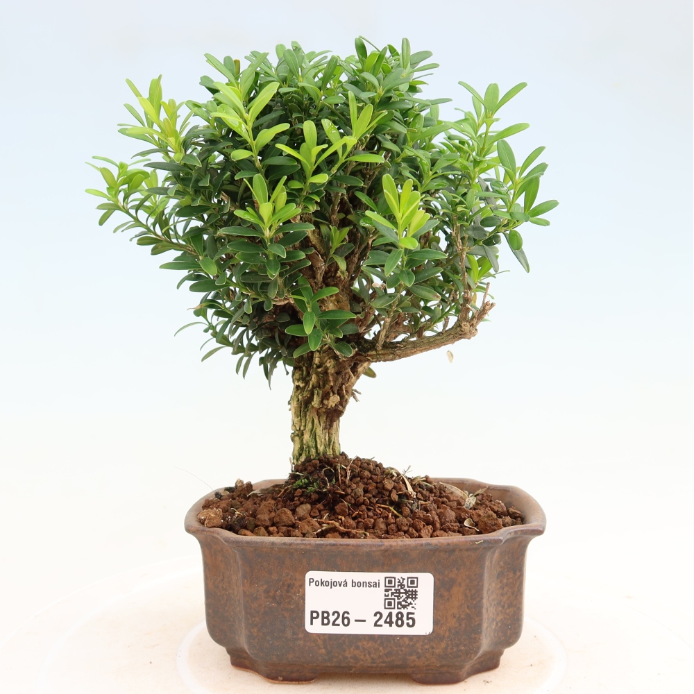 Bonsaï de chambre - Buxus harlandii - buxus liège