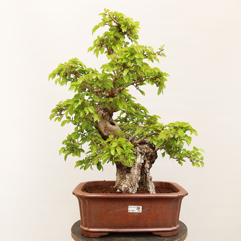 Bonsaï d'extérieur -Carpinus Coreana - Charme de Corée