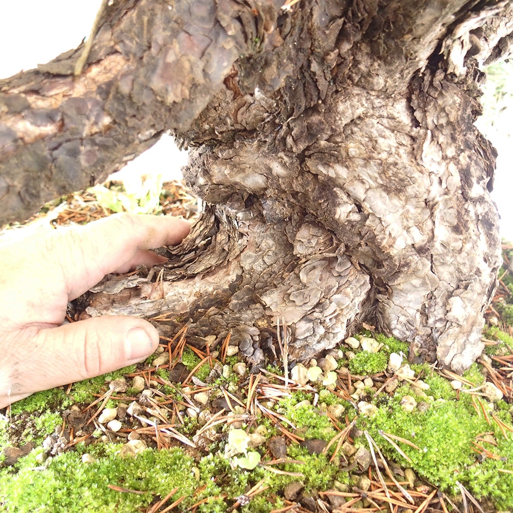 Yamadori - Pinus sylvestris Espagne