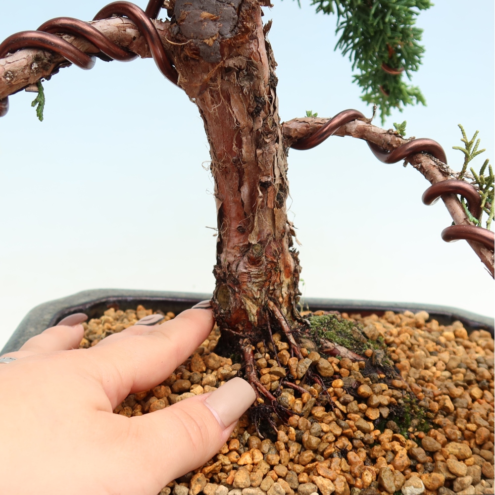 Bonsaï d'extérieur - Juniperus chinensis Kishu