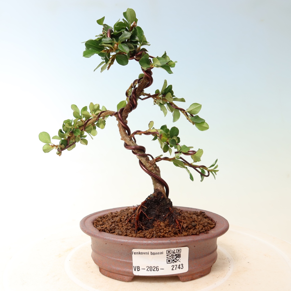 Bonsaï d'extérieur - Cotoneaster horizontalis - Rocky Mountain