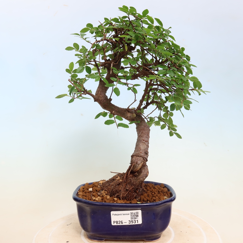 Bonsaï de chambre - Ulmus parvifolia - Orme à petites feuilles