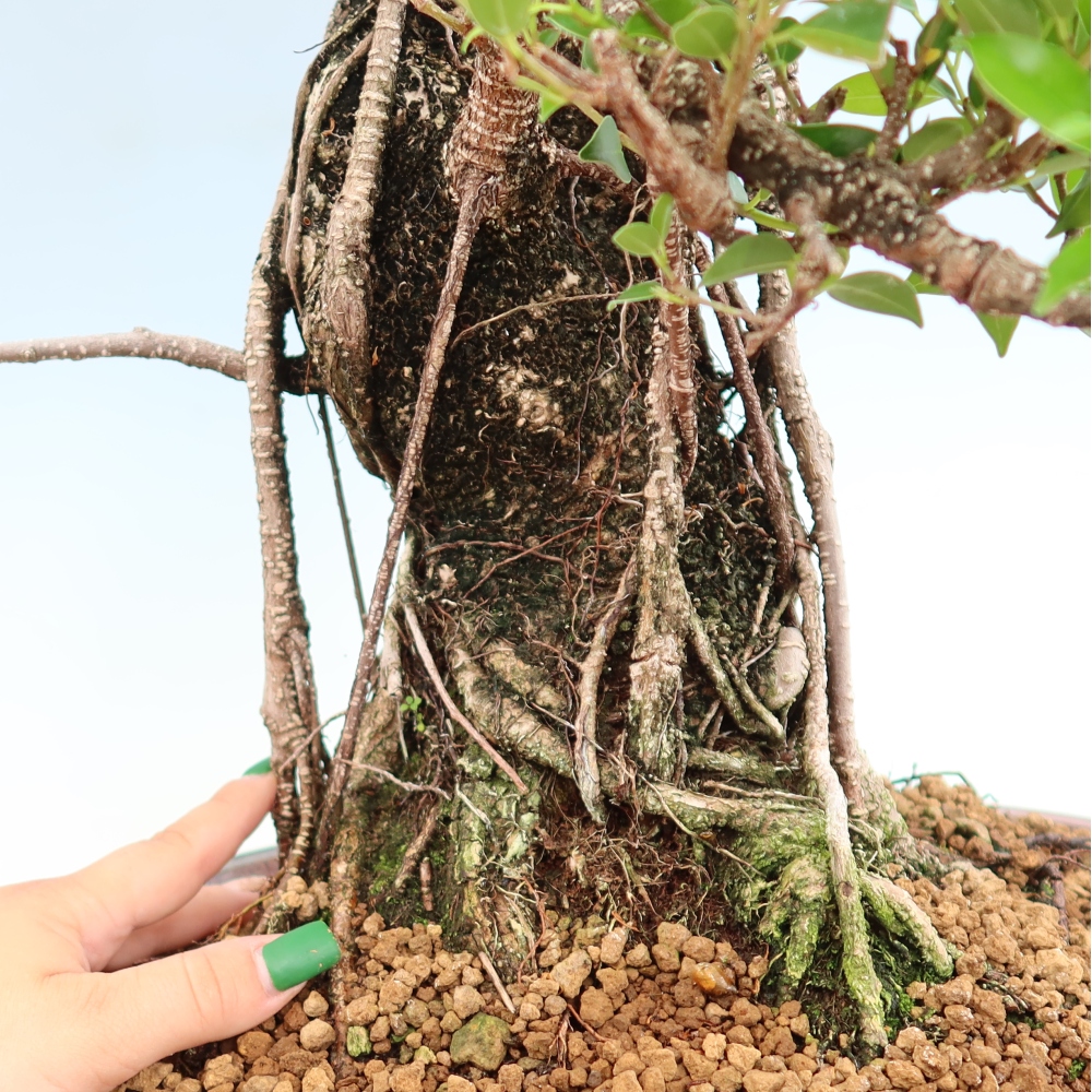 Salle bonsaï - Ficus kimmen - ficus à petites feuilles