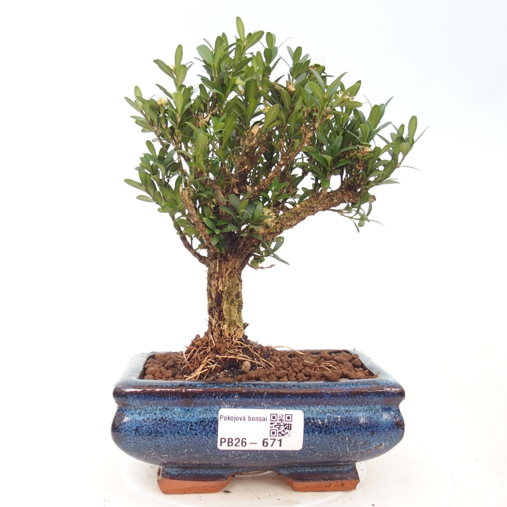 Bonsaï de chambre - Buxus harlandii - buxus liège