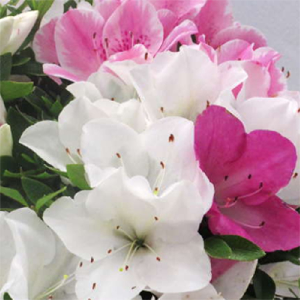 Bonsaï d'extérieur - Azalée japonaise - Azalea Ai-no-Tsuki