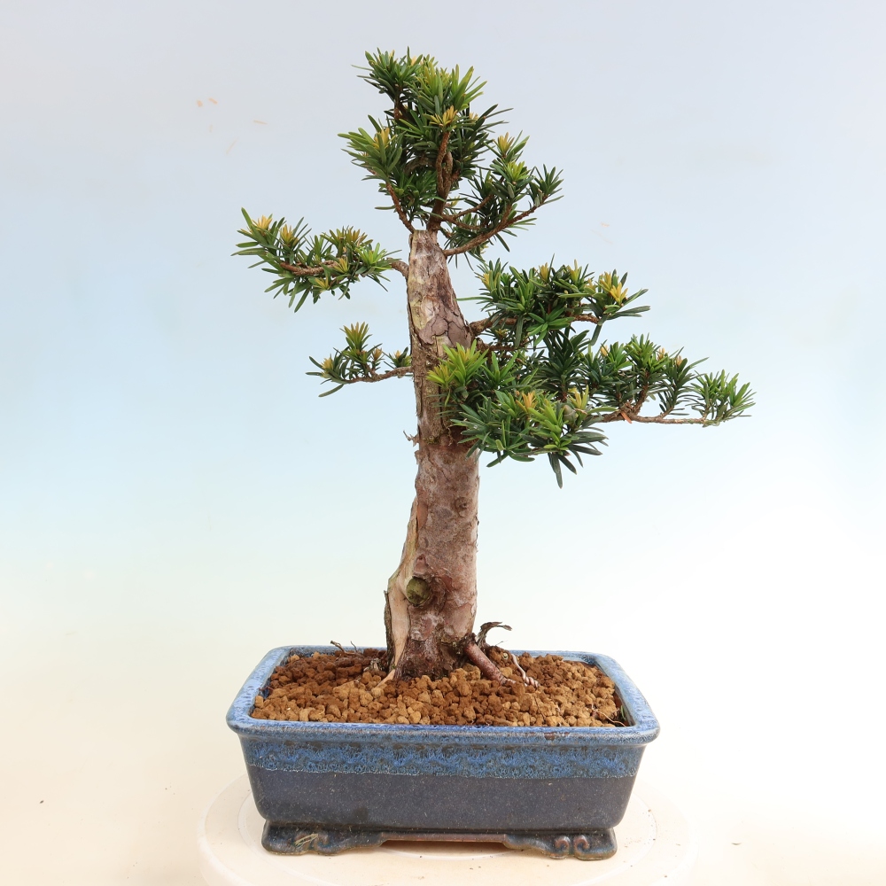 Bonsaï d'extérieur - Taxus cuspidata - If japonais