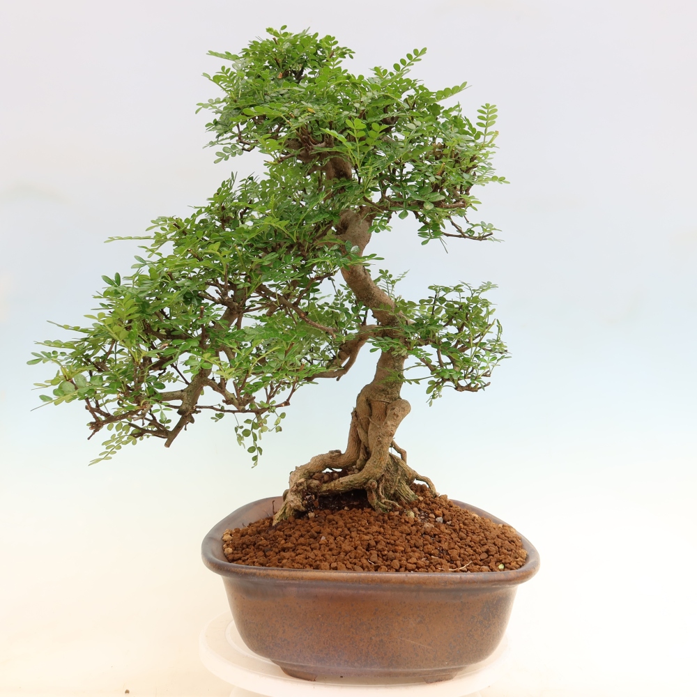 Salle bonsaï - Zantoxylum piperitum - arbre à poivre