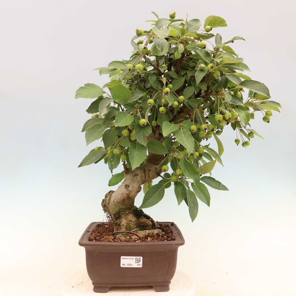 Bonsaï d'extérieur -Malus halliana - Pommier à petits fruits