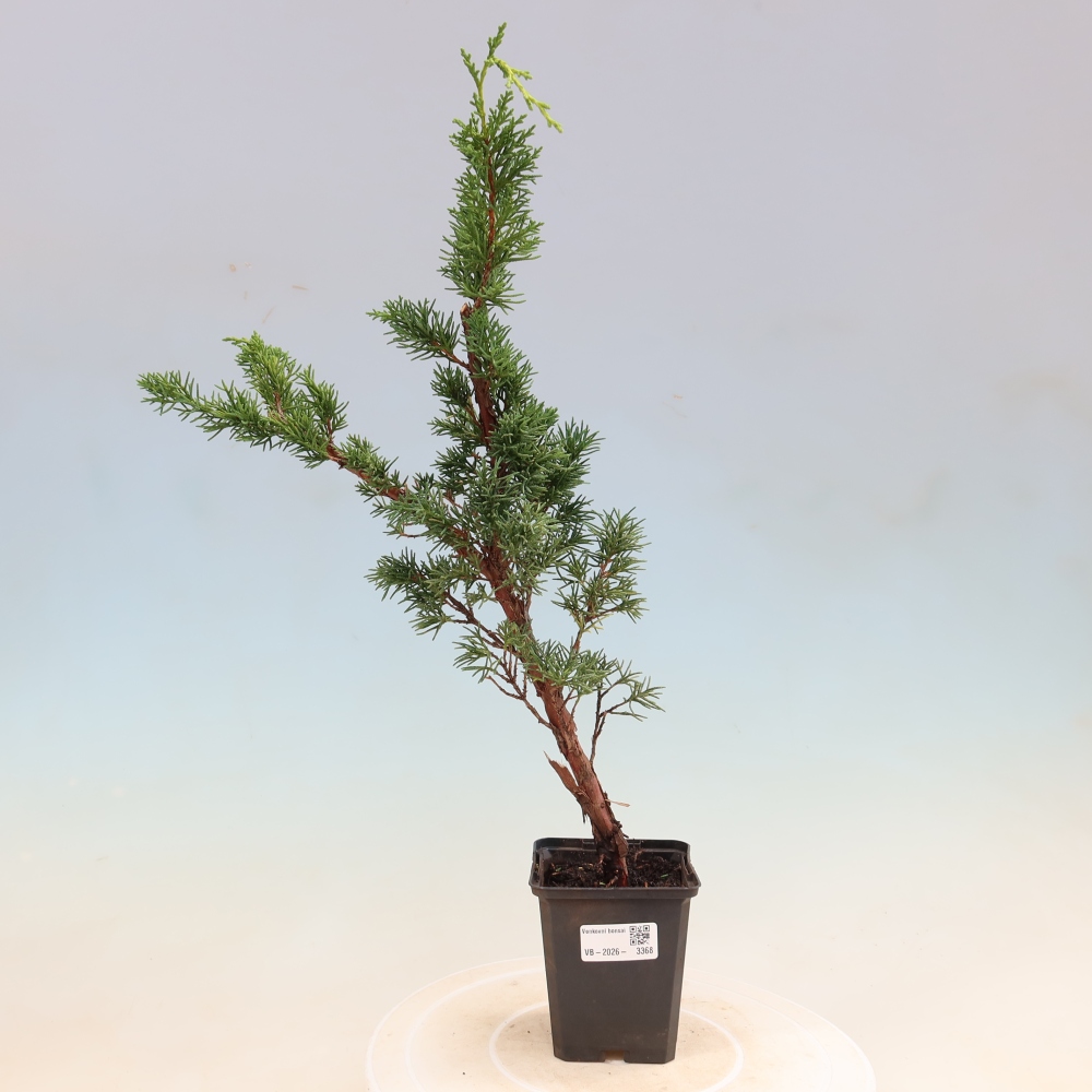 Bonsaï d'extérieur - Juniperus chinensis Kishu