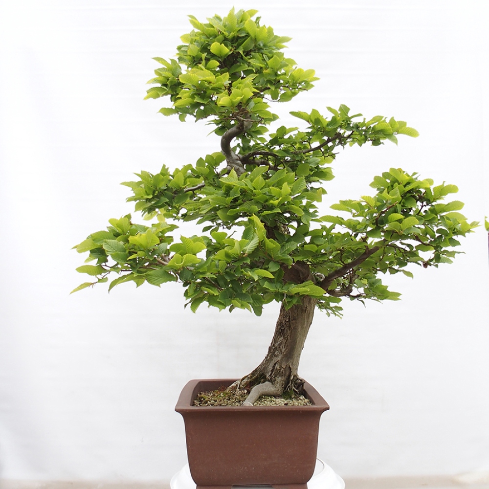 Bonsaï d'extérieur - Charme - Carpinus betulus