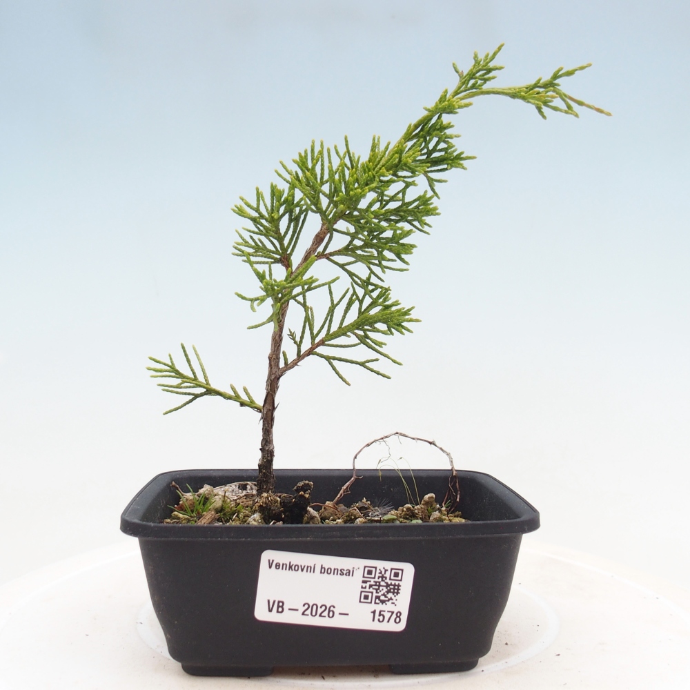 Bonsaï d'extérieur - Juniperus chinensis Itoigawa