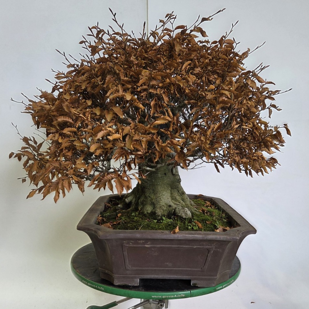 Bonsaï d'extérieur - Fagus crenata