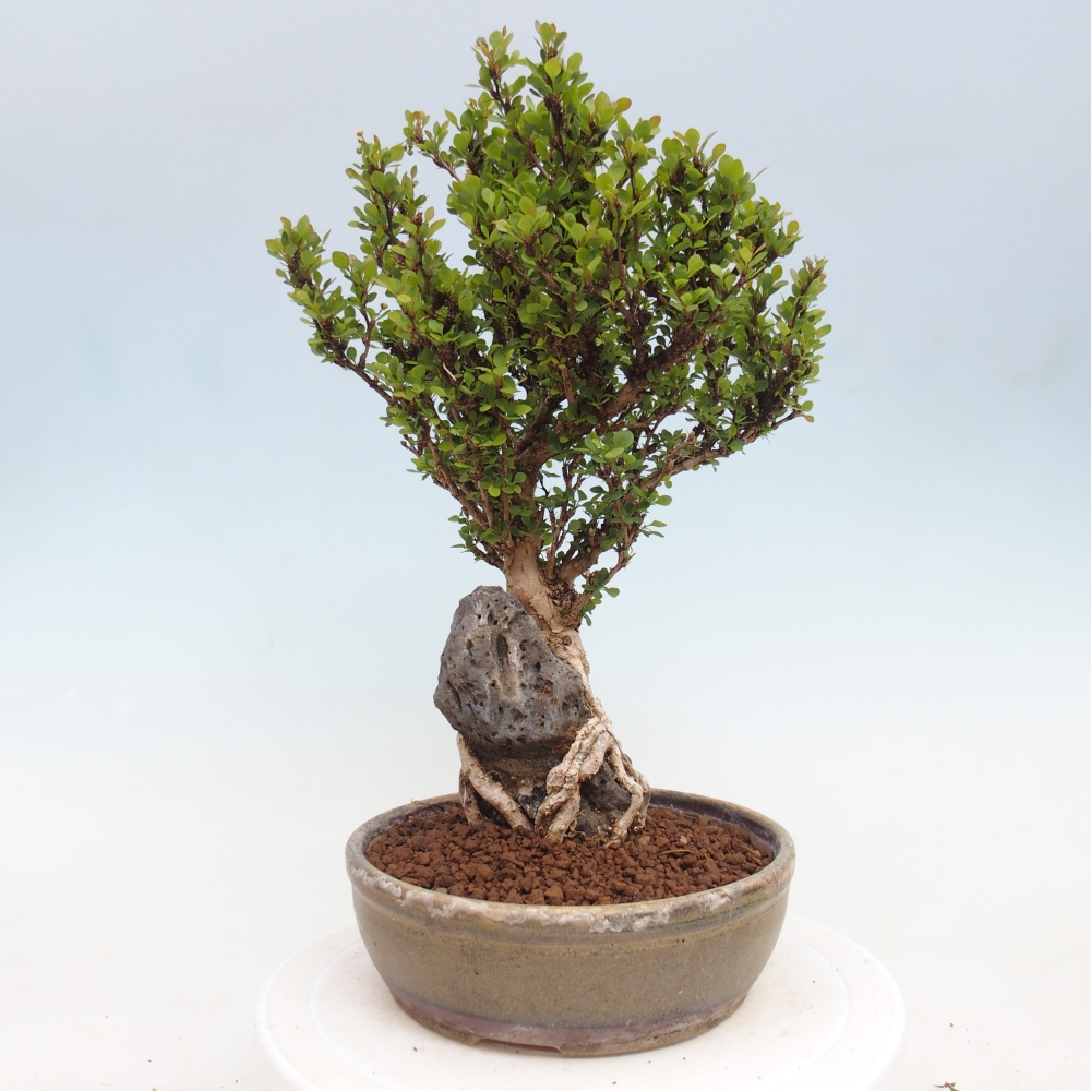 Bonsaï d'extérieur - Berberis coreana