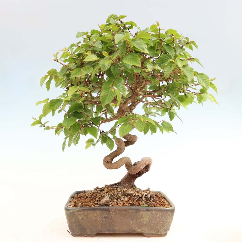 Bonsaï d'extérieur -Carpinus Coreana - Charme de Corée