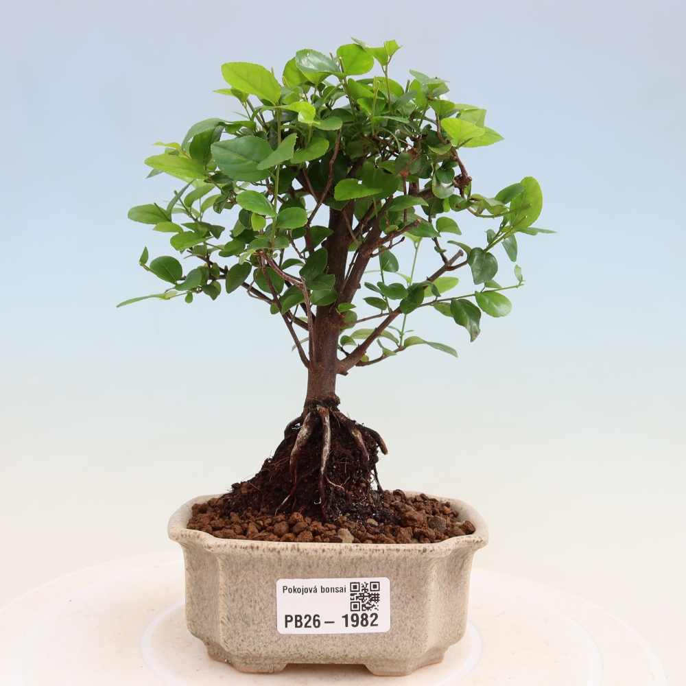 Bonsaï de chambre - Sageretia thea - Sageretia thea