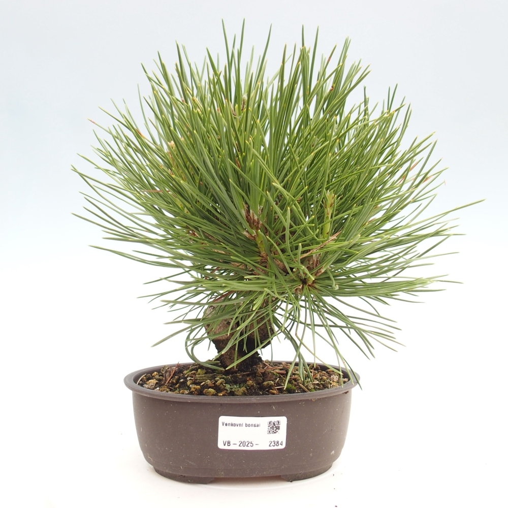Bonsaï d'extérieur - Pinus thunbergii - Pin de Thunberg