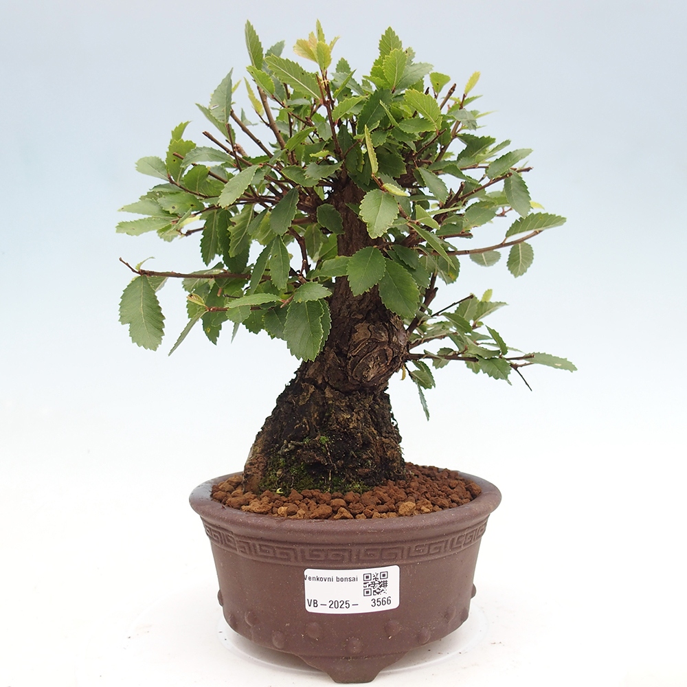 Bonsaï d'extérieur - Zelkova - Zelkova NIRE