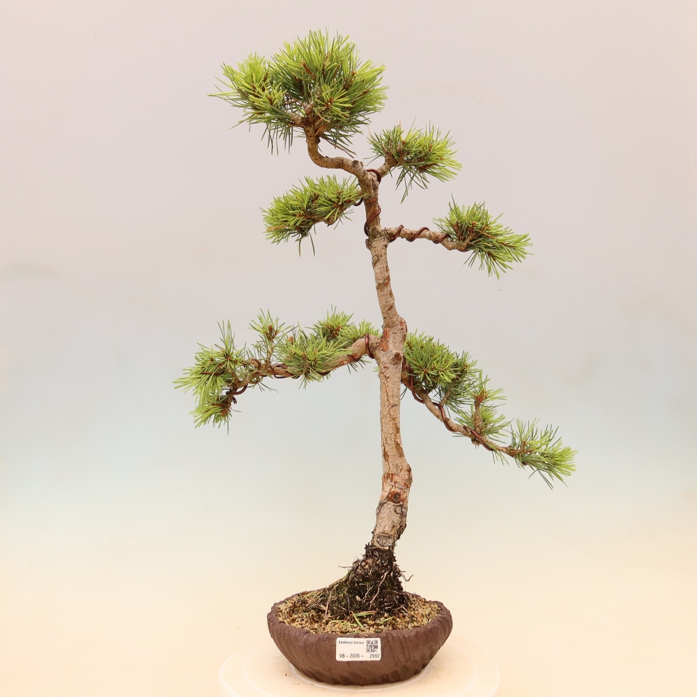 Bonsaï d'extérieur - Pinus Sylvestris Watererri - Pin sylvestre