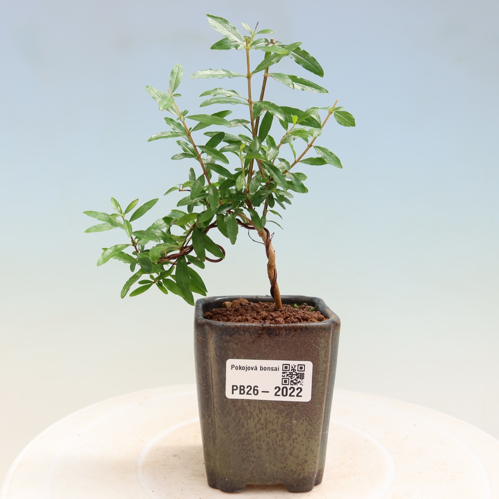 Bonsaï de chambre-PUNICA granatum nana-Pomme grenat