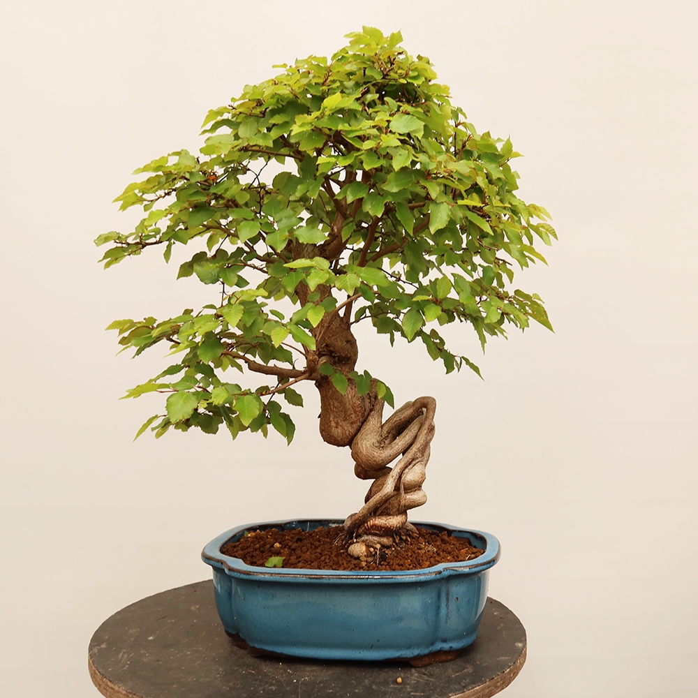 Bonsaï d'extérieur -Carpinus Coreana - Charme de Corée