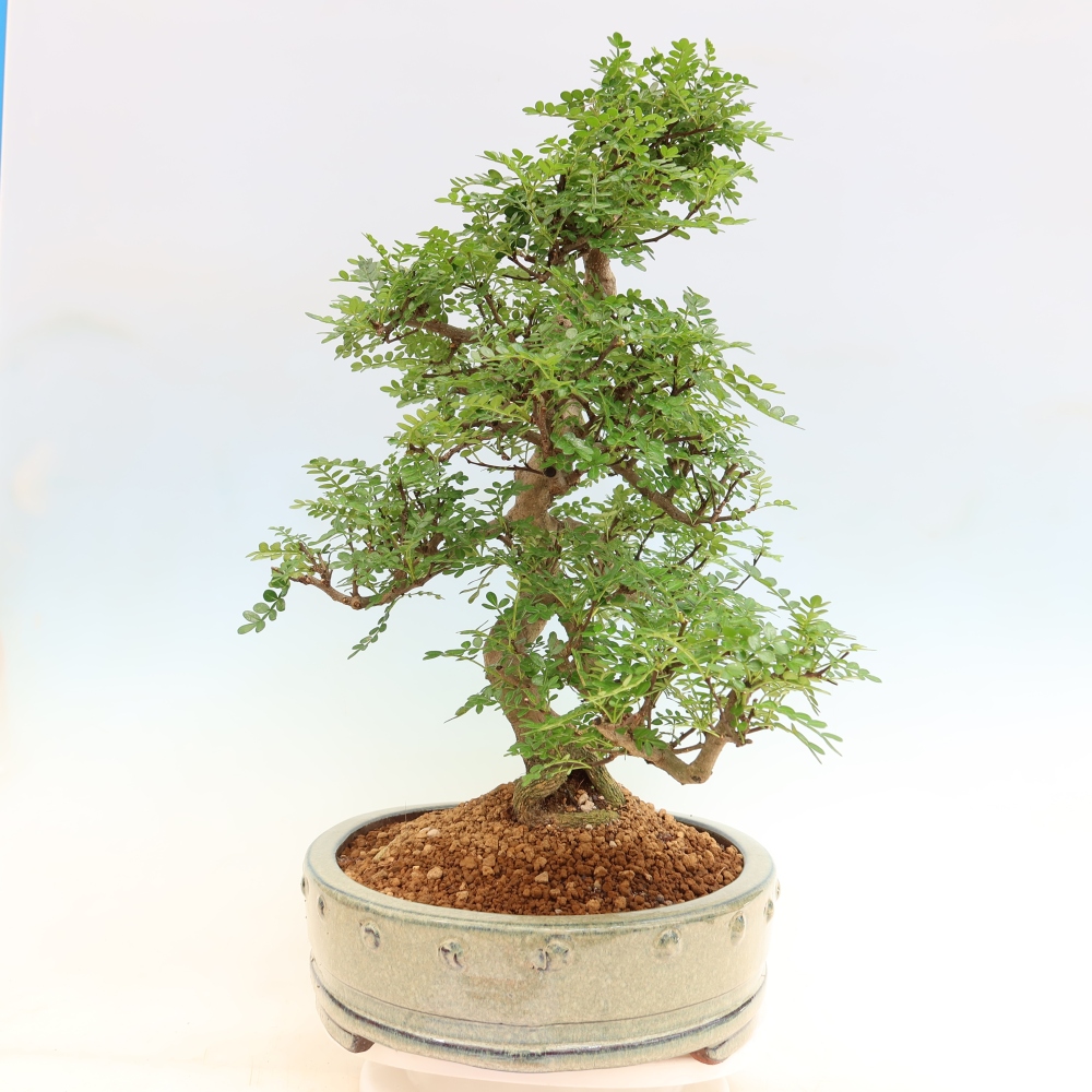 Salle bonsaï - Zantoxylum piperitum - arbre à poivre