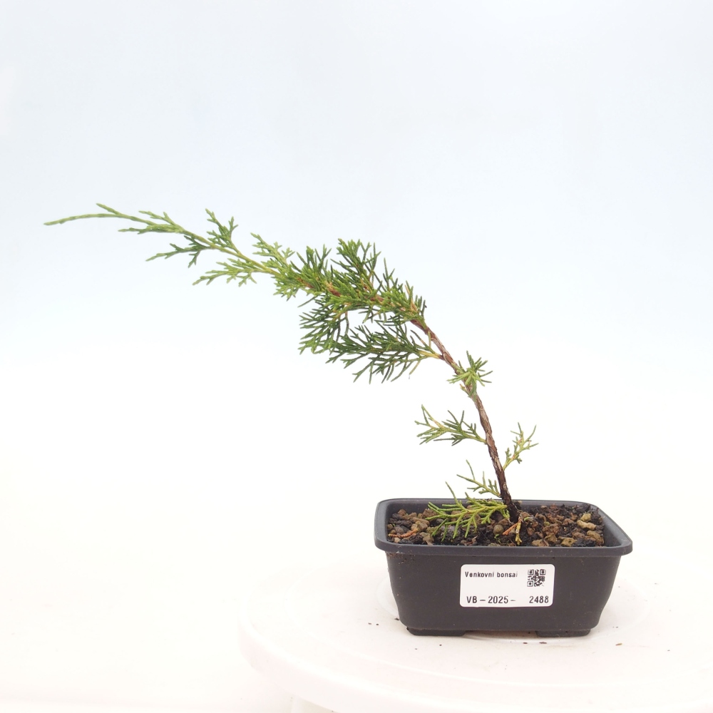 Bonsaï d'extérieur - Juniperus chinensis Itoigawa