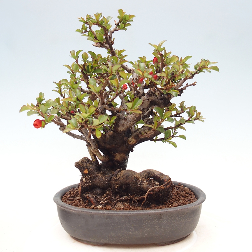 Bonsaï d'extérieur - Chaneomeles speciosa - Coing