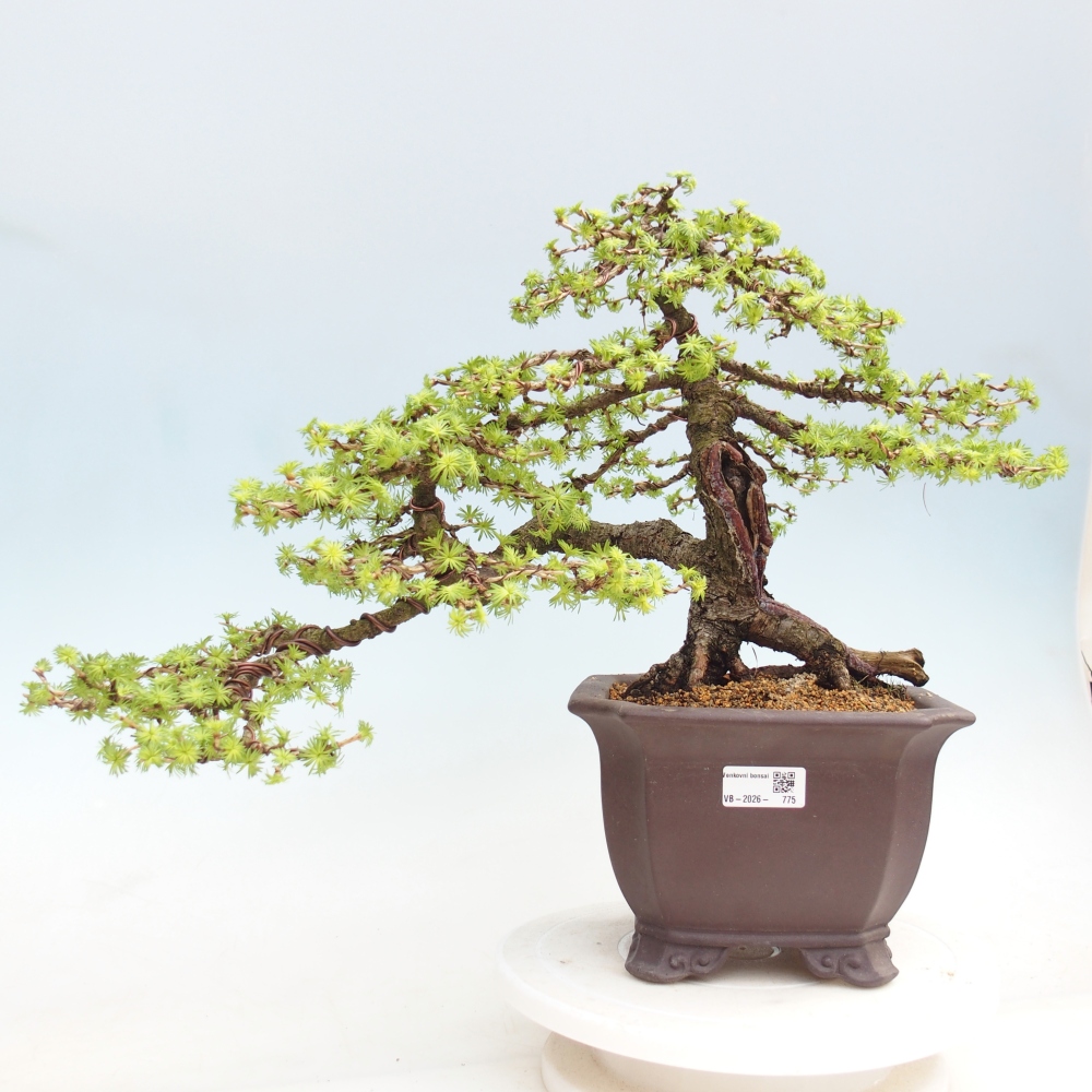 Bonsaï d'extérieur -Larix decidua - Mélèze