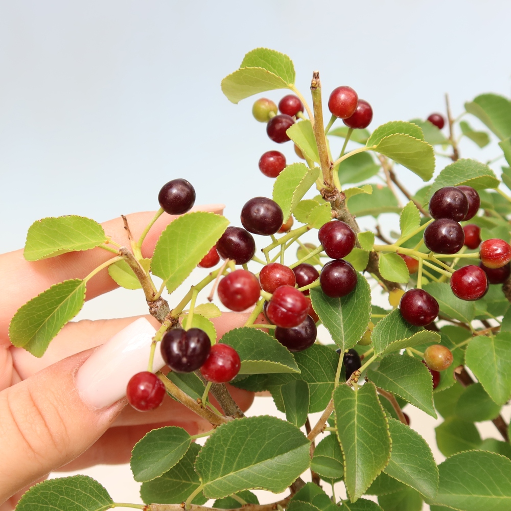 Bonsaï d'extérieur - Mahalebka - Prunus mahaleb