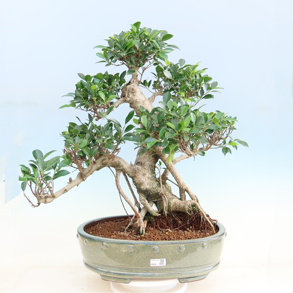 Salle bonsaï - Ficus kimmen - ficus à petites feuilles