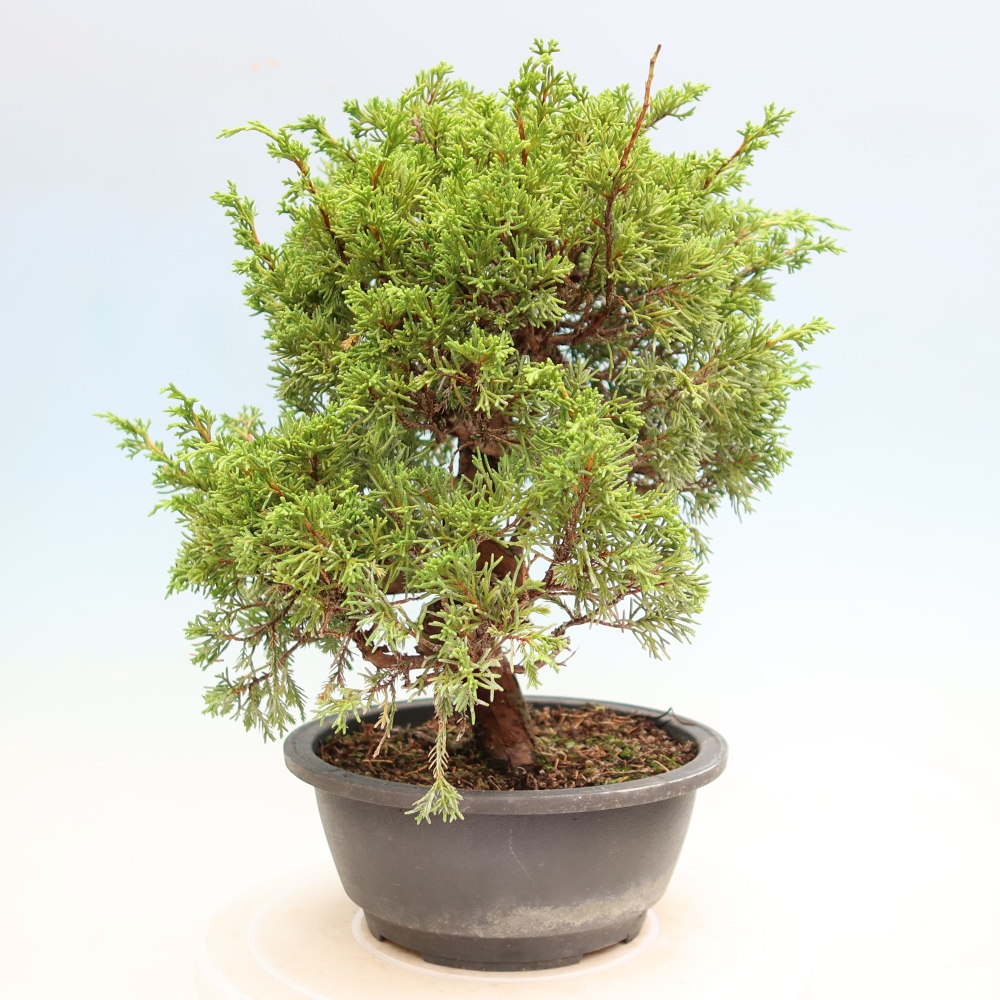 Bonsaï d'extérieur - Juniperus chinensis Itoigawa-Juniperus chinensis