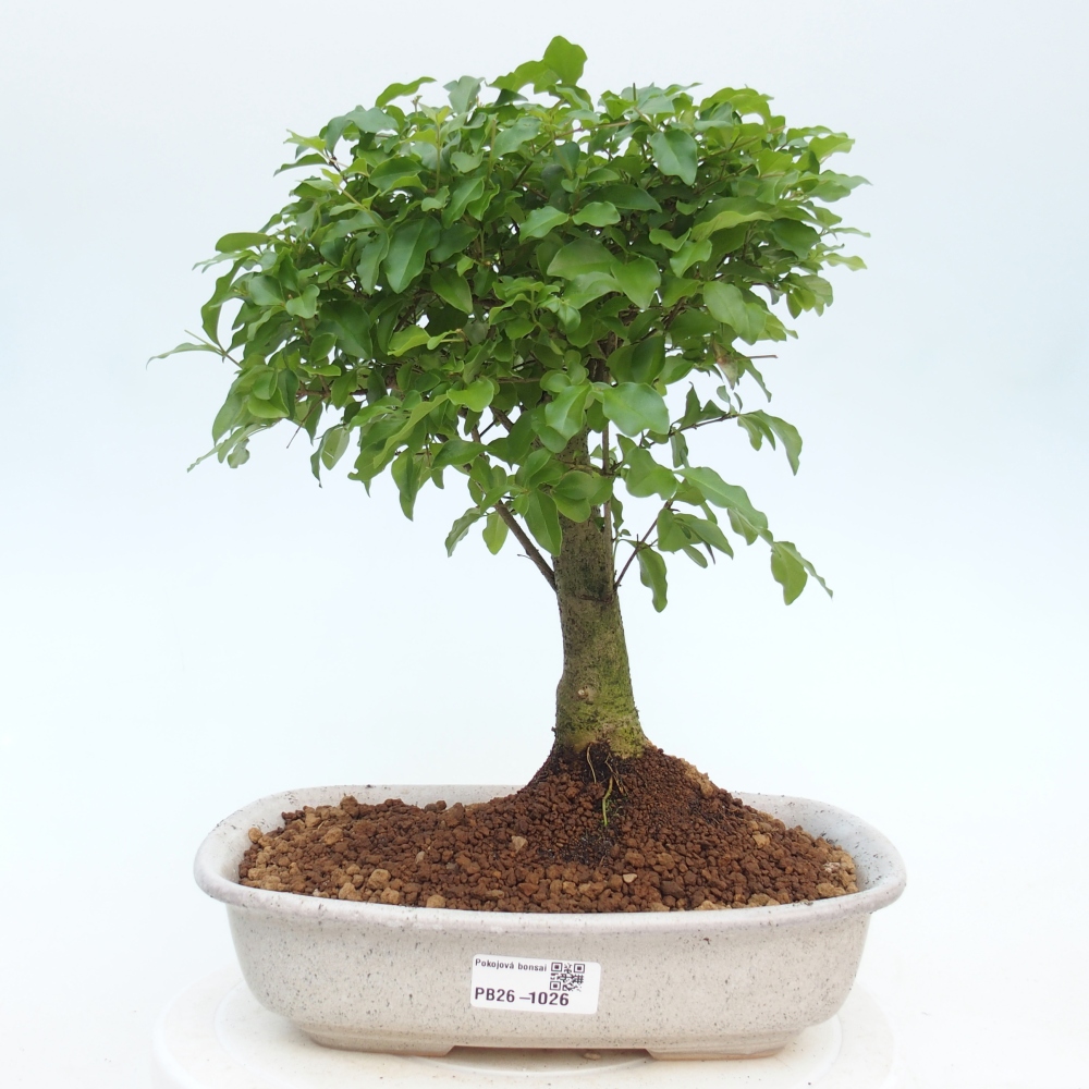 Bonsaï de chambre -Ligustrum chinensis - Bec d'oiseau