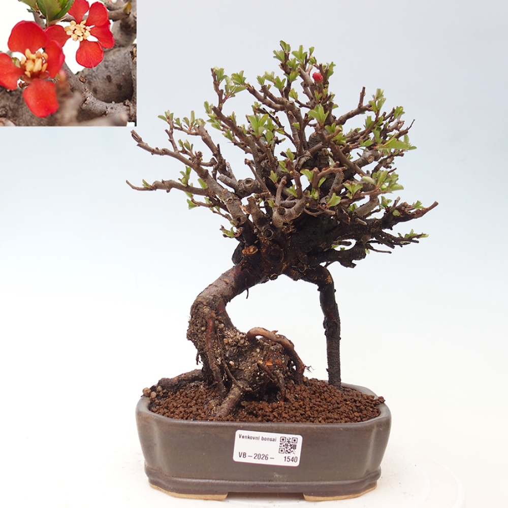 Bonsaï d'extérieur - Chaneomeles speciosa - Coing