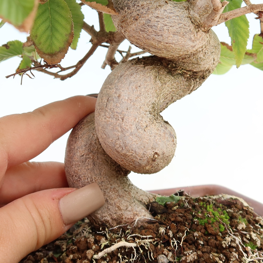 Bonsaï d'extérieur -Carpinus CARPINOIDES - Charme de Corée