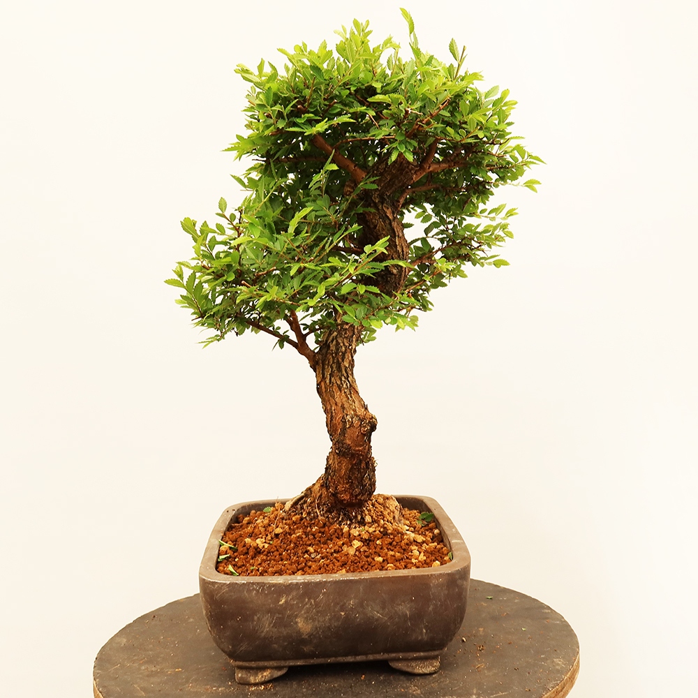 Bonsaï d'extérieur - Zelkova - Zelkova NIRE