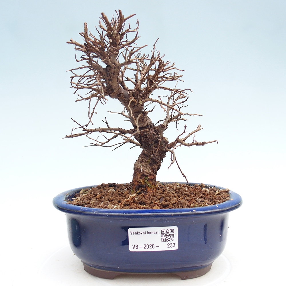 Bonsaï d'extérieur - Zelkova - Zelkova NIRE