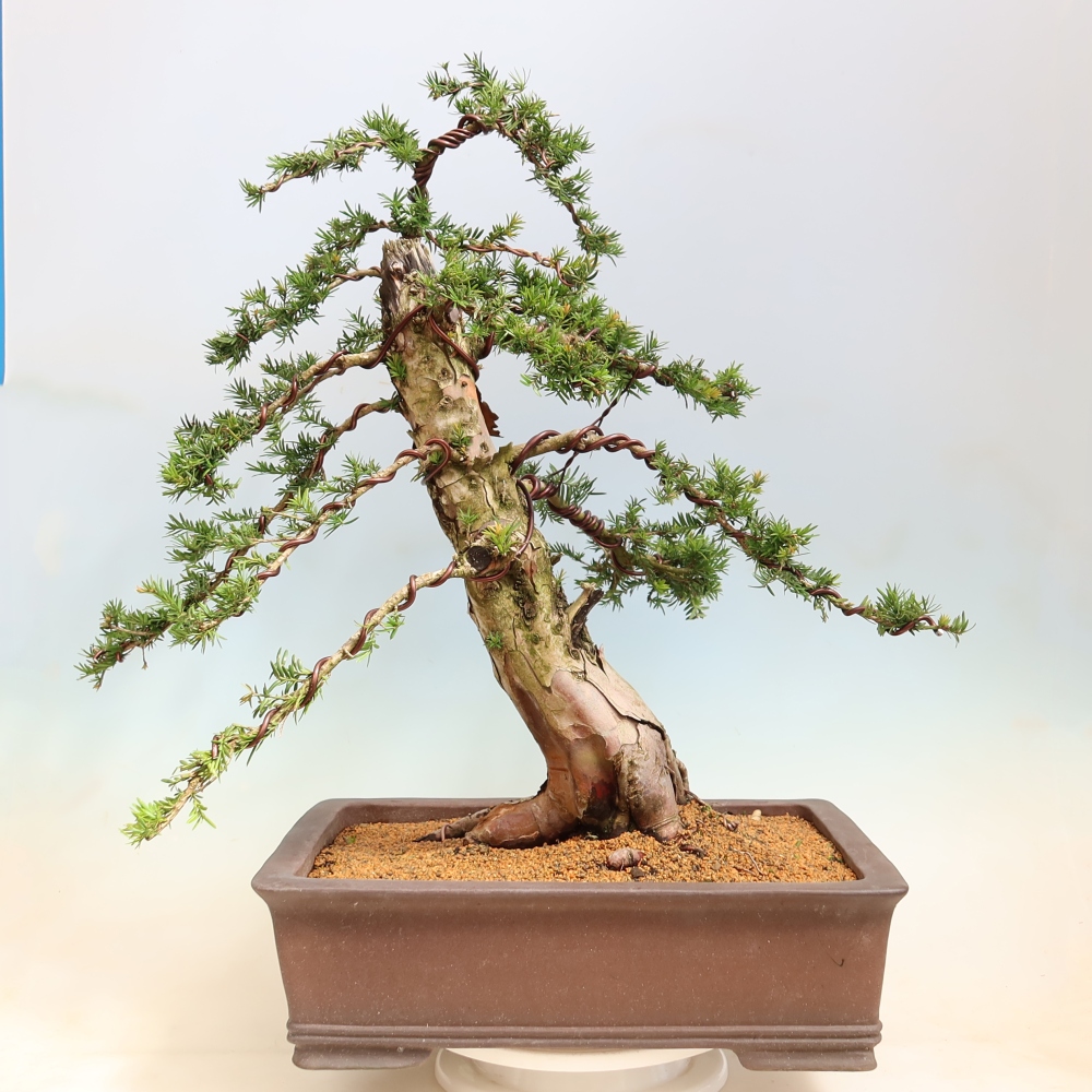 Bonsaï d'extérieur - Taxus baccata  - If rouge