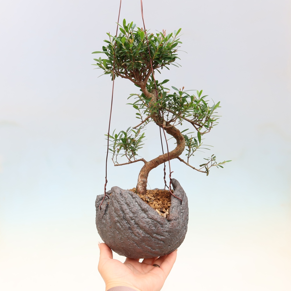 Kokedama en céramique -Syzygium - arbre à piment