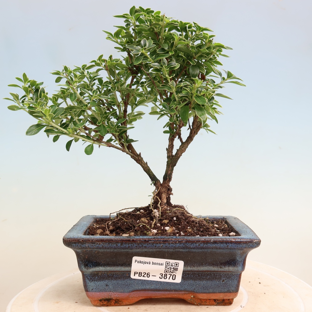 Salle bonsaï - Serissa foetida Variegata - Arbre aux mille étoiles